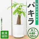 【ふるさと納税】＜観葉植物＞パキラ(4号) (陶器鉢・受け皿付) 観葉植物 植物 インテリア 開店祝い 移転祝い おしゃれ 室内 ギフト プレゼント オフィス 陶器鉢 受け皿 玄関 小型 個性 【m24-08】【アイエヌエー】