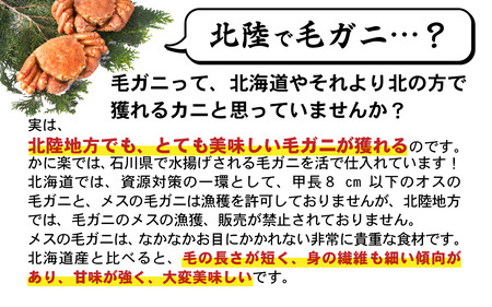 【訳あり】C　石川産毛ガニ甲羅盛セット（オスメス混合３個　合計300ｇ以上）合計3個 [B-096008_03]