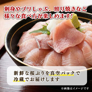 【先行受付 4月発送】 鰤 切り身 フィーレ 3kg