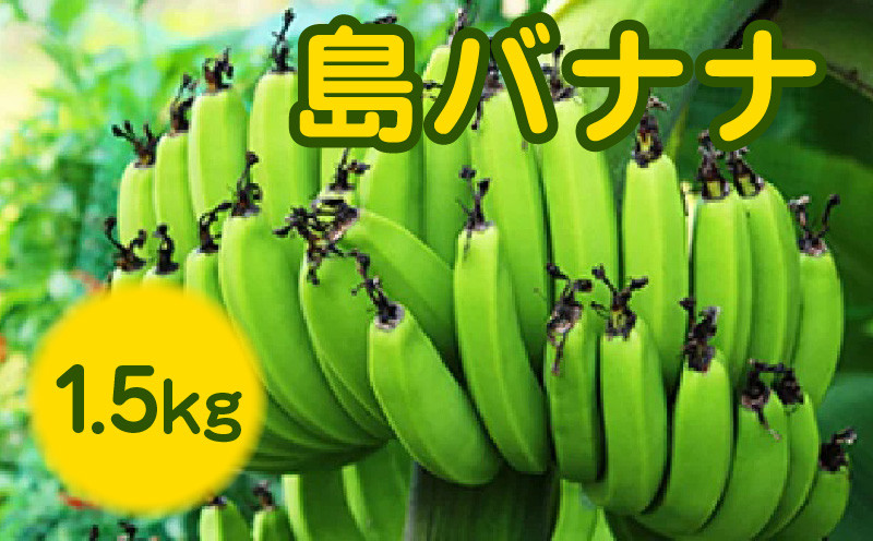 
まるとよ農産の島バナナ 1.5kg【7月中旬～12月下旬】　W009-033u
