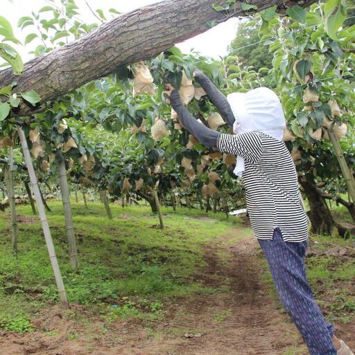 【先行予約】二十世紀梨　秀5kg　L～5L　10～18玉前後◇　※2026年8月下旬～9月下旬頃に順次発送予定