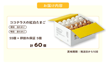 ココテラスの紅白たまご　55個 + 5個保証（計60個）