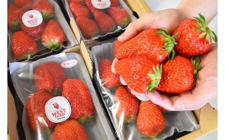 宮田村産　ウエストファームのいちご　紅ほっぺ　約240g×4パック [ いちご ]