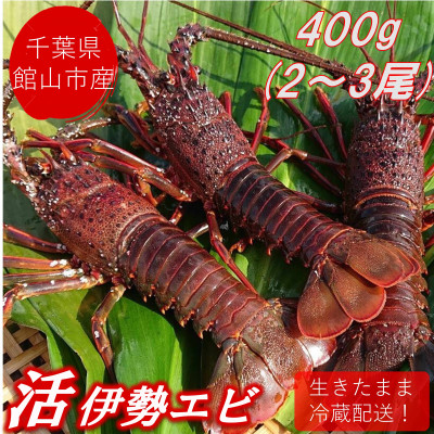 【先行予約】【金曜日発送】漁師直送!千葉県館山産 天然『活』伊勢海老 400g(2～3尾)【配送不可地域：離島・北海道・沖縄県・東北・中国・四国・九州】