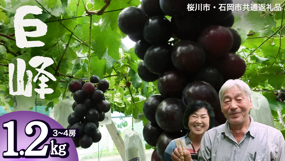 巨峰 約1.2kg (桜川市・石岡市共通返礼品）2026年8月下旬発送開始  開田ぶどう園 産地直送 フルーツ 甘い 直送 茨城 限定 ぶどう 巨峰 果物 [DO001sa]