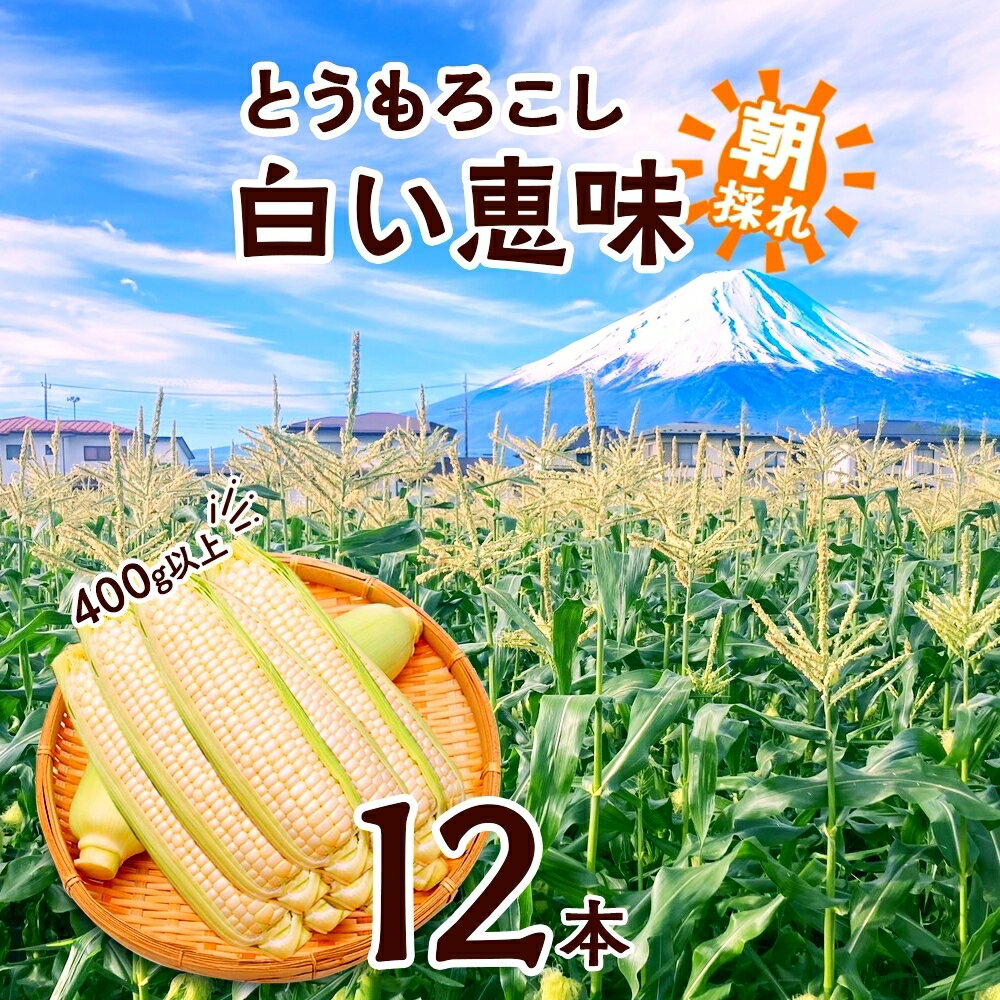 【ふるさと納税】 とうもろこし 白い恵味 ホワイト 400g以上×12本 高糖度 トウモロコシ スイートコーン 玉蜀黍 コーン 白 夏野菜 ジューシー 野菜 おやつ 甘い 旬 産地直送 送料無料 湖南野菜出荷組合 山梨県 富士河口湖町 FEM008