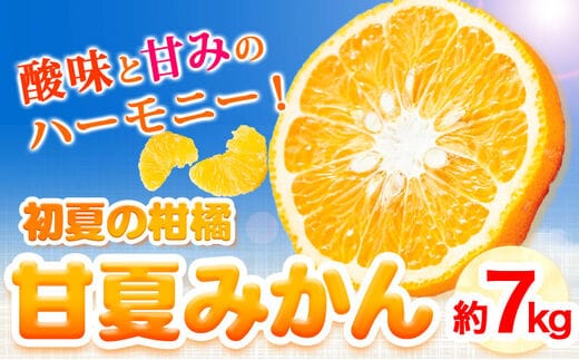 
										
										紀州有田産 初夏の柑橘 甘夏みかん 7kg 株式会社魚鶴商店《2025年5月中旬-6月上旬頃出荷》 和歌山県 日高町 みかん 甘夏みかん 柑橘---wsh_utr4_g56_23_14000_7kg---
									