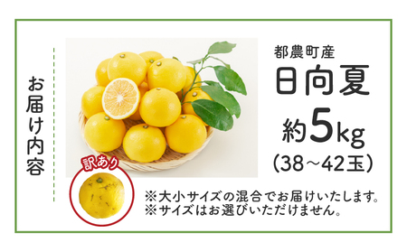 ≪先行予約≫都農町産「訳あり日向夏(約5kg)」 フルーツ 果物 柑橘 国産_T008-004