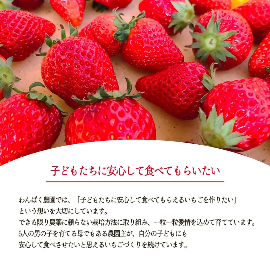 冷凍 完熟 イチゴ 1kg ( 500g × 2袋 )  (BT003)
