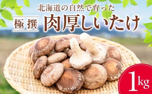 北海道の自然で育った極撰肉厚しいたけ1kg 【 ふるさと納税 人気 おすすめ ランキング 肉厚しいたけ 生しいたけ しいたけ 椎茸 シイタケ きのこ キノコ 菌床 おいしい バター焼き 煮物 出汁 だし 和食 日本食 北海道 北斗市 送料無料 】 HOKBA001