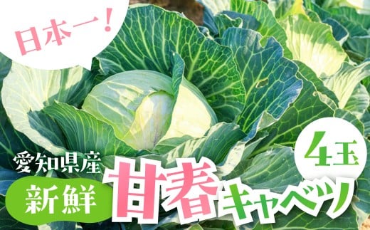 春キャベツ 4玉 旬 野菜 甘い 春 キャベツ きゃべつ サラダ 新鮮 シャキシャキ 旬の野菜 2個 4個 2玉 4玉 セット 健康 お取り寄せ 人気 鮮度 新鮮 生 糖度 1万円 10000円 愛知県 豊橋市