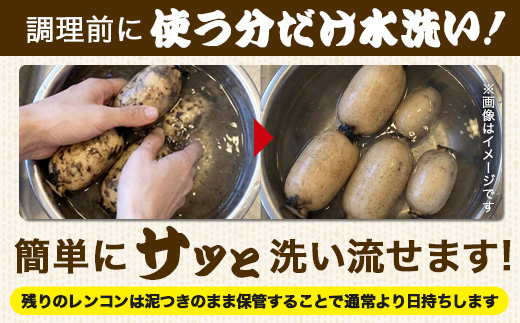 予約受付 佐賀県産 れんこん 約4kg 野菜 やさい レンコン れんこん 蓮根 料理 贈り物 プレゼント 贈答 ギフト 野菜ギフト A-169