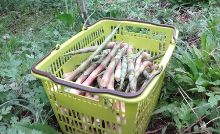 蔵王根曲がりタケノコ　１ｋｇ　0098-2601