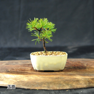 赤石の泉 赤石五葉松（鉢植え） F-155