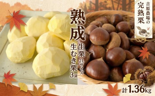 【先行受付】 熟成 生栗 生むき栗 セット 選べる 大きさ 生栗 1kg 2L 生むき栗 3袋 令和8年産 完熟 栗 くり クリ 栗ごはん 贈答 ギフト 果物 フルーツ 2026年度産 国産 生ぐり なまぐり 和栗 わぐり 秋の味覚 マロン 生くり 甘栗 焼き栗 ゆでぐり 料理 和菓子 炊き込みご飯 ごはん 栗きんとん 旬 秋 冬 正月 おせち 茨城県 筑西市 関東