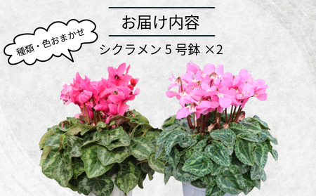 シクラメン 5号鉢 × ２株 花 鉢植え シクラメン 木村園芸
