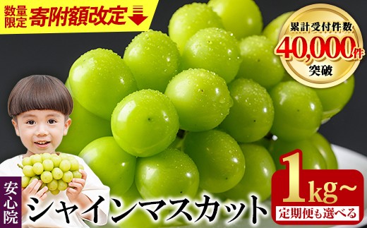 
            シャインマスカット(1kg/2kg×1回・3回)フルーツ 果物 葡萄 ぶどう 安心院 人気 ランキング 定期便 ＜選べる容量・配送回数＞＜先行予約受付中！2026年8月下旬より順次発送予定＞＜北海道 沖縄 離島配送不可＞【106300101・106300501・206300100・206300300】【大分県農業協同組合 北部エリア】
          