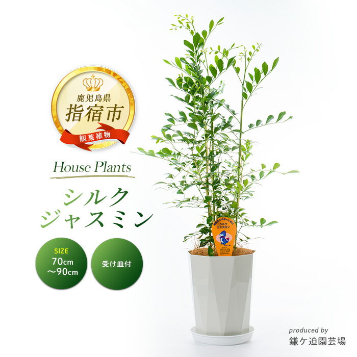 【ふるさと納税】シルクジャスミン 70〜90cm ※北海道・沖縄・離島配送不可※ 観葉植物 植物 鉢付 インテリア 室内 リビング オフィス おしゃれ ギフト【鎌ヶ迫園芸場】