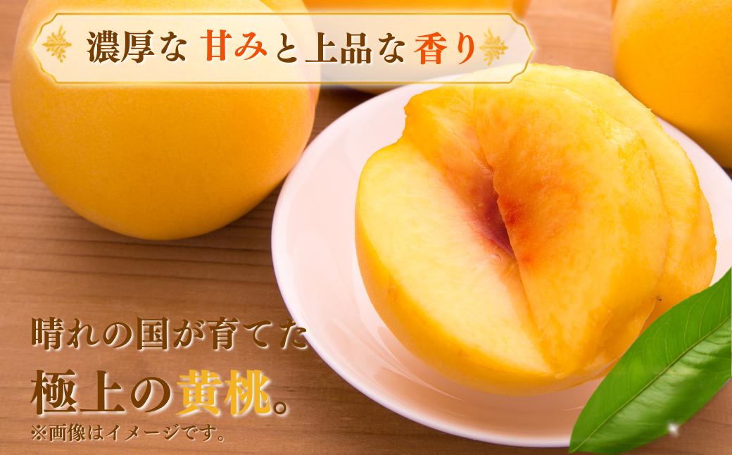 岡山県産 黄金桃 桃 フルーツ 果物 高級フルーツ 岡山 桃 お取り寄せ 産地直送 国産フルーツ 黄金桃 数量限定