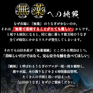 【無薬養鰻】 鹿児島産 山田のうなぎ ＜計480g以上＞（160g以上×3尾） うなぎ 鰻 ウナギ 無薬 養鰻 無投薬 3尾 国産 九州産 蒲焼き かばやき 冷凍 うな重 ひつまぶし タレ 山椒 ラン