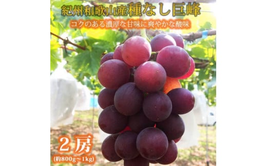 紀州和歌山産 の種なし巨峰ぶどう2房（約800g〜1kg）【2025年8月初旬頃から9月中旬頃発送予定】【UT121】