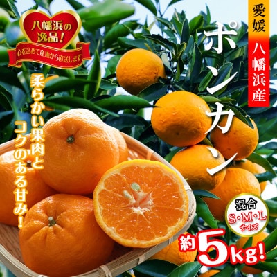 2026年1月出荷開始　爽やかな香り。酸味が少なく甘みの強い「ポンカン」約5kg 【C39−38】【1254540】