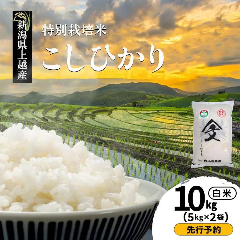 【先行予約】特別栽培米 コシヒカリ 白米 10kg 内山農産 コシヒカリ