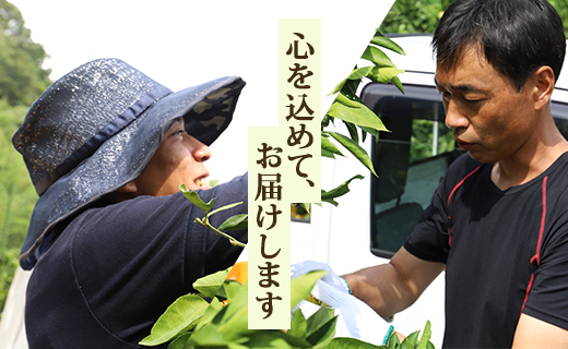【ブランドみかん】みかん 5kg 山北みかん (家庭用・露地) 果物 フルーツ 温州みかん ミカン 柑橘 おいしい 甘い 送料無料 高知県 香南市 1万円以上 10000円以上 常温 ku-0022