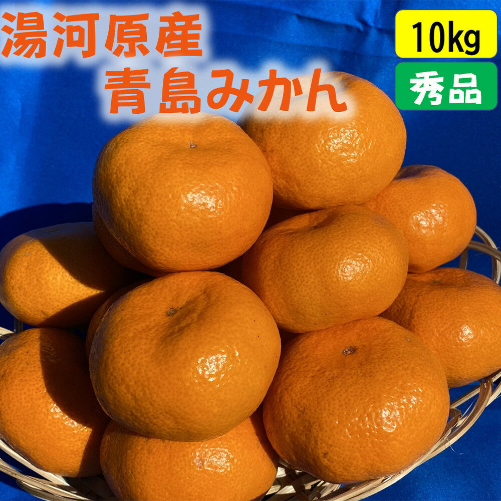 【ふるさと納税】年末年始にも楽しめる　早出し　青島みかん　10kg 　2025年12月21日頃～年内に発送 | 湯河原町 青島みかん 10kg フルーツ 蔵出し貯蔵 濃厚