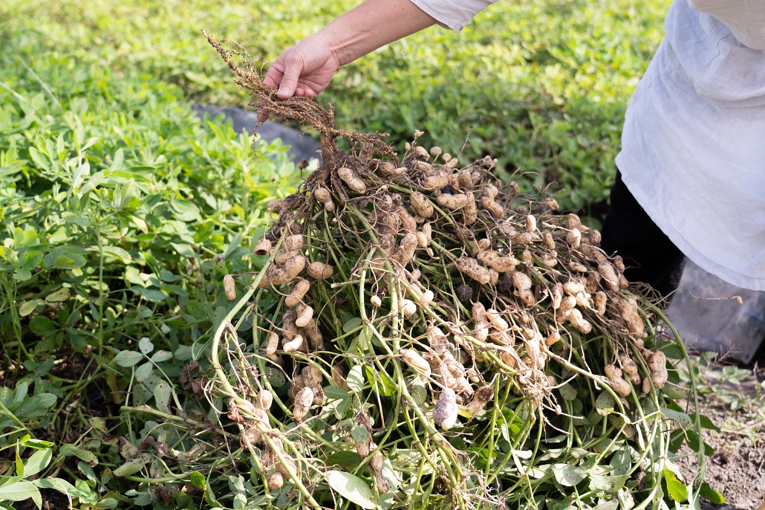 アグリ・アライアンス　焙煎落花生　食べ比べセット　100g×4個　TUTITONE