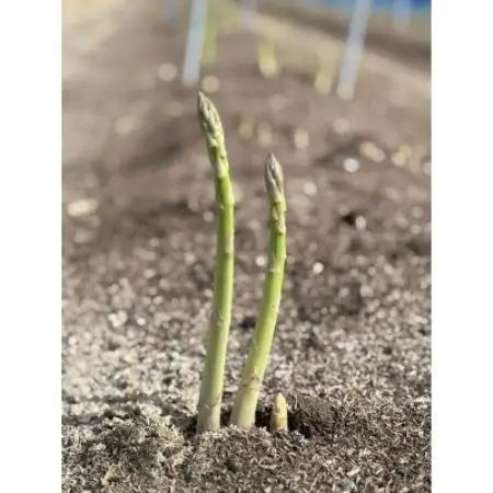 【先行予約】令和9年 山形県川西町産 雪国春アスパラガス　Mサイズ　250g【配送不可地域：離島・北海道・沖縄県・信越、北陸・近畿・中国・四国・九州】【1764675】
