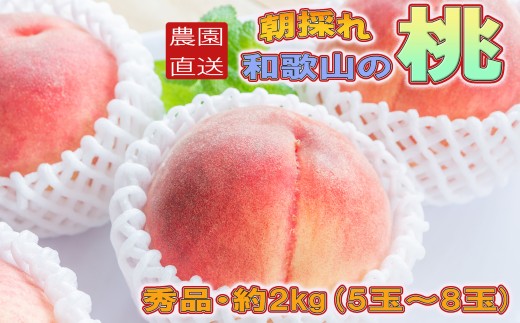 【農園直送】朝採れ和歌山の桃　約2kg・秀品【2026年6月下旬～2026年8月上旬頃に順次発送予定】【TM167】