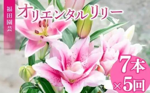  ユリ(オリエンタルリリー)7本 5ヶ月定期便【ユリ】