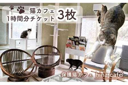 猫ルーム1時間利用チケット3枚 ／ hinacafe 猫カフェ 保護猫 遊び 触れ合い 写真撮影 まったり 癒し 山口県 No.203