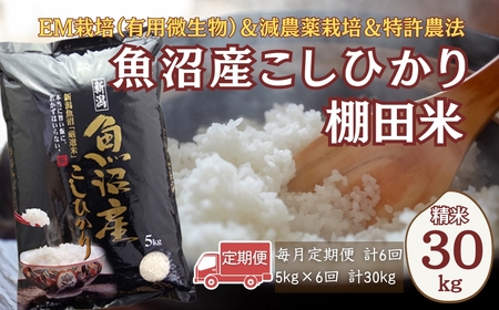 【令和7年 定期便】魚沼産コシヒカリ 30kg (5キロ×6回) 佐藤農場 | 新潟県 おこめ コシヒカリ 小千谷