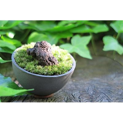 ふるさと納税 安城市 三州モスポット(sanshu moss pot) |  | 02