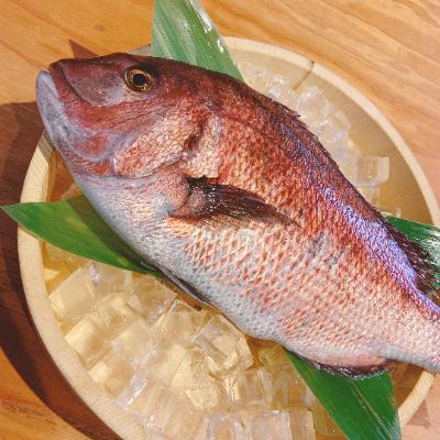 ふるさと納税 沼津市 トロのような脂ノリ!沼津産さしみ用マダイ(皮引き柵)約130g×4袋 |  | 03
