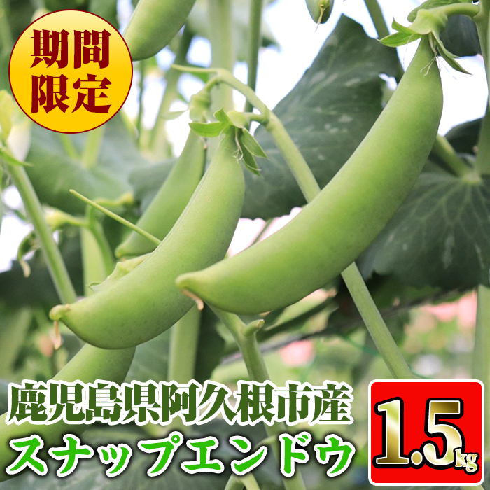 数量限定！鹿児島県阿久根市産スナップエンドウ(1.5kg)サラダスナップ 国産 鹿児島県産 阿久根市産 えんどう 野菜 豆 エンドウ スナップえんどう【牧内健志】a-12-84-z