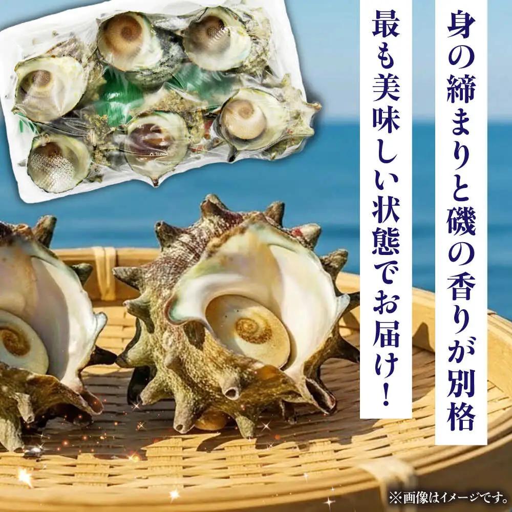 天然 サザエ 秘伝のタレ さざえ つぼ焼き（6個入り×2パック）[JDB001] 13000円