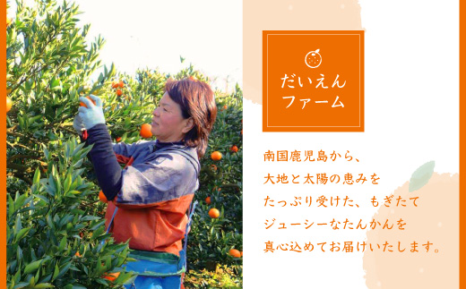 【訳あり】南国特産もぎたてフルーツ たんかん10kg【先行受付】2月下旬より順次発送 B2-14【配送不可地域：離島】【1466329】