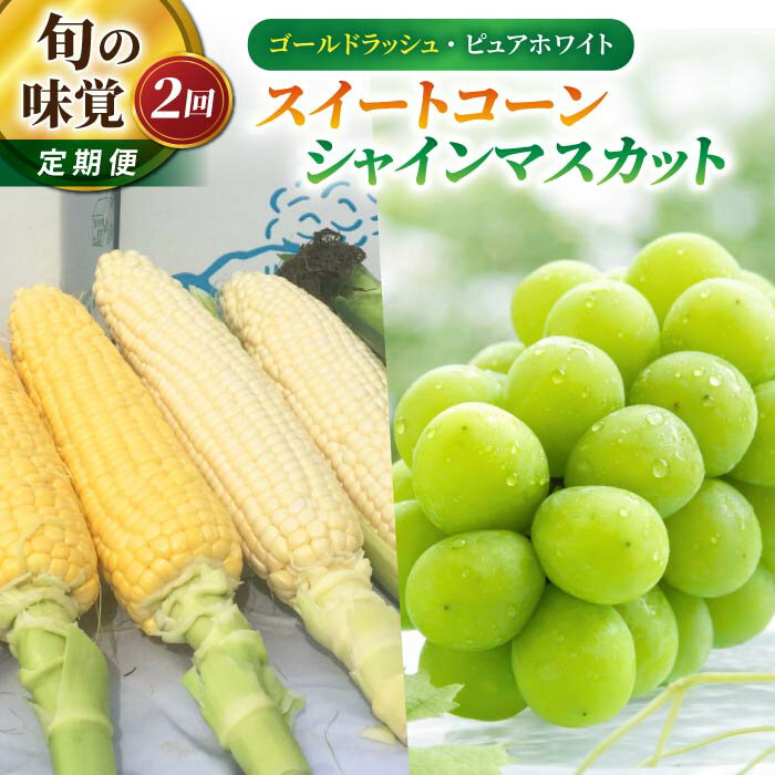 【ふるさと納税】【2回定期便】旬の味覚定期便（ゴールドラッシュとピュアホワイトのスイートコーン食べ比べ 約3.2kg・シャインマスカット 2房）｜【御牧八重原農園／JA信州うえだ】ぶどう 葡萄 大粒 果物 フルーツ 生食 とうもろこし 頒布会 長野