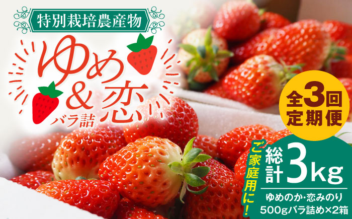 【全3回定期便】 【先行予約】家庭用 ゆめのか・恋みのり いちご 1kg（2種ミックス）【2027年2月以降順次発送】 いちご 苺 イチゴ 果物 フルーツ いちご 甘い ichigo strawberry イチゴ 生いちご 長崎県 壱岐市【蒼花】 [JEO004] お取り寄せいちご ゆめのか 甘い 赤い イチゴ 産地直送 こだわりいちご フレッシュ 家庭用 定期便 自宅用 くだもの 旬 新鮮 いちご