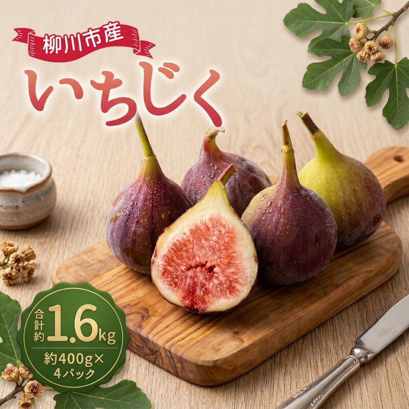 【ふるさと納税】 いちじく 400g×4パック 合計約1.6kg イチジク 無花果 果物 果実 フルーツ 福岡県 柳川市 国産 【2026年8月下旬-9月上旬迄発送予定】