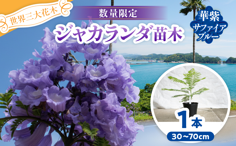 ≪世界三大花木≫ ジャカランダ 苗木 華紫サファイアブルー 30cm～70cm 期間限定 数量限定 紫雲木 花 植物 鉢植え 観賞用 園芸 国産 紫色 珍しい 希少 神秘的 贈り物 ギフト プレゼント