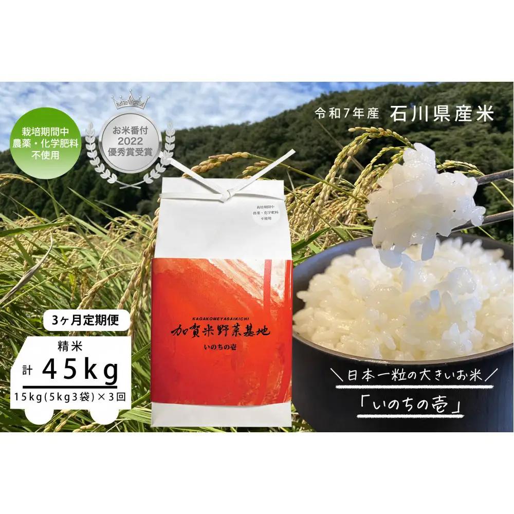 【3ヶ月定期便】【お米番付優秀賞受賞農家】日本一粒の大きいお米『いのちの壱』白米15kg×3回
