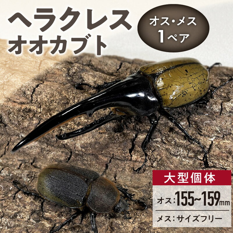 【ふるさと納税】ヘラクレスオオカブト オス 150mm後半 メス サイズフリー 1ペア カブトムシ ヘラクレス 虫 昆虫 成虫 累代飼育 ペアリング 自家製オリジナルマット 産卵 幼虫飼育管理 羽化 かぶとむし養殖工房ダイナステスPlus お取り寄せ 九州 福岡県 久留米市 送料無料