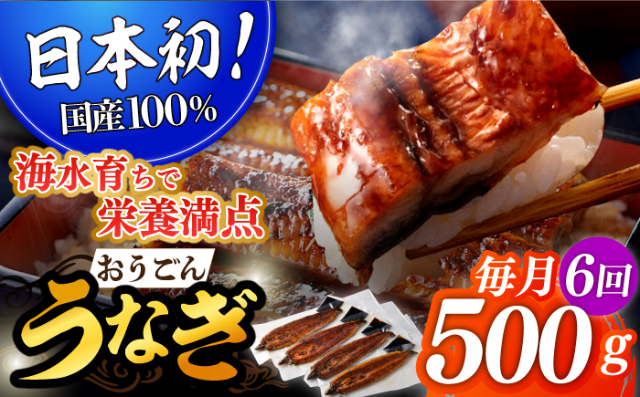 【6回定期便】おうごん うなぎ 500g【（有）松永水産】[KAB142]/ 長崎 平戸 魚介類 魚 うなぎ 鰻 ウナギ 蒲焼 かばやき 定期便