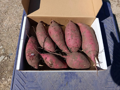 【先行予約】ホクホク美味しい！京丹後産 紅はるか 約1.5kg（土付き）（2025年10月上旬～発送）