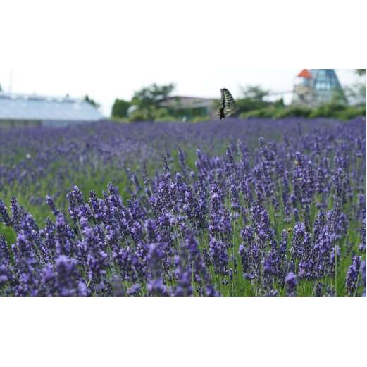 Suu HERBAL LAB  アロマスプレー３本セット　除菌・消臭・ウイルス除去アロマスプレー_イメージ5