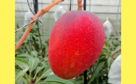 2024年発送【ファーム又吉】A級品アップルマンゴー　1kg 先行予約